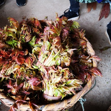 香椿芽