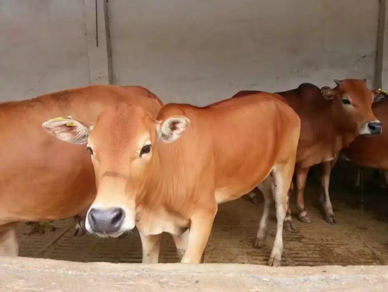 鲁西黄牛肉牛犊价格便宜了