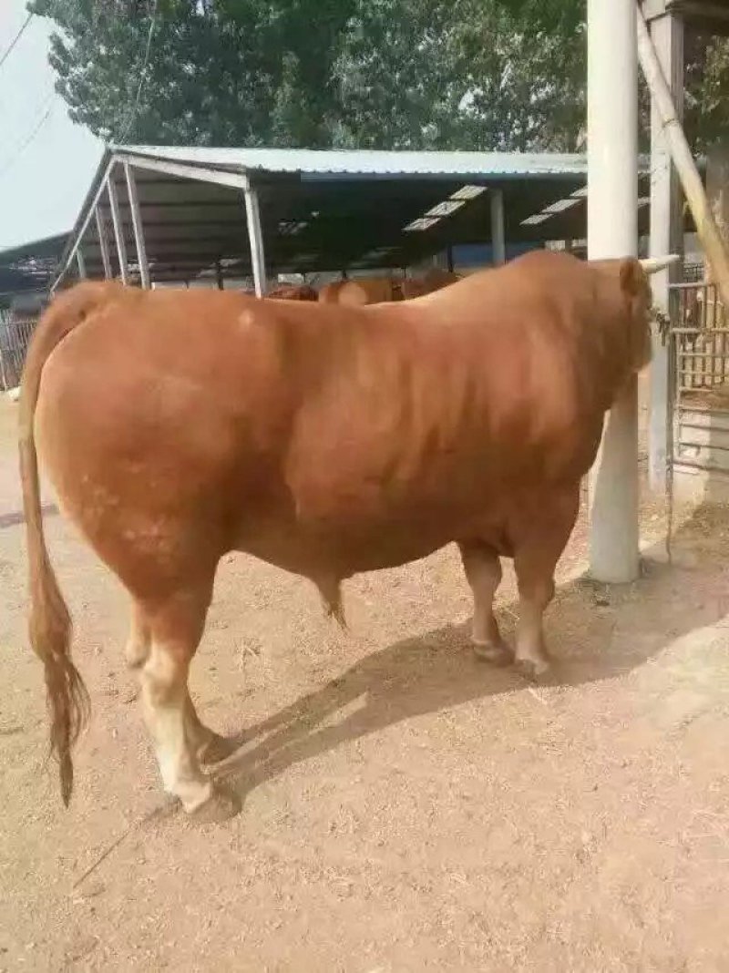 鲁西黄牛肉牛犊价格便宜了