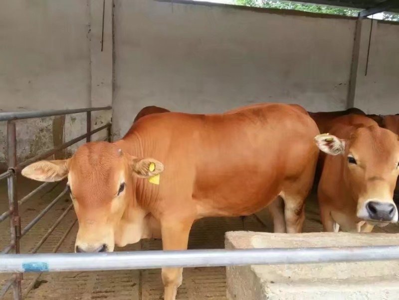 鲁西黄牛肉牛犊价格便宜了