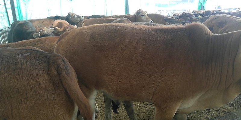 鲁西黄牛肉牛犊价格便宜了