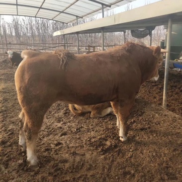 鲁西黄牛肉牛犊价格便宜了