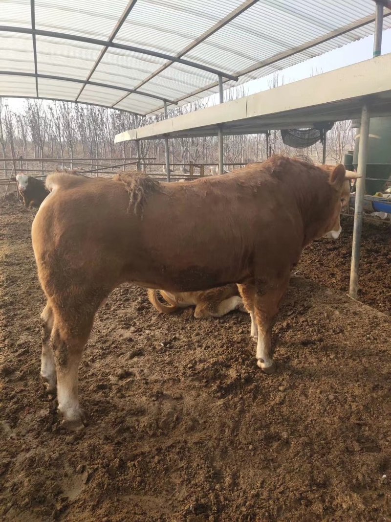 鲁西黄牛肉牛犊价格便宜了