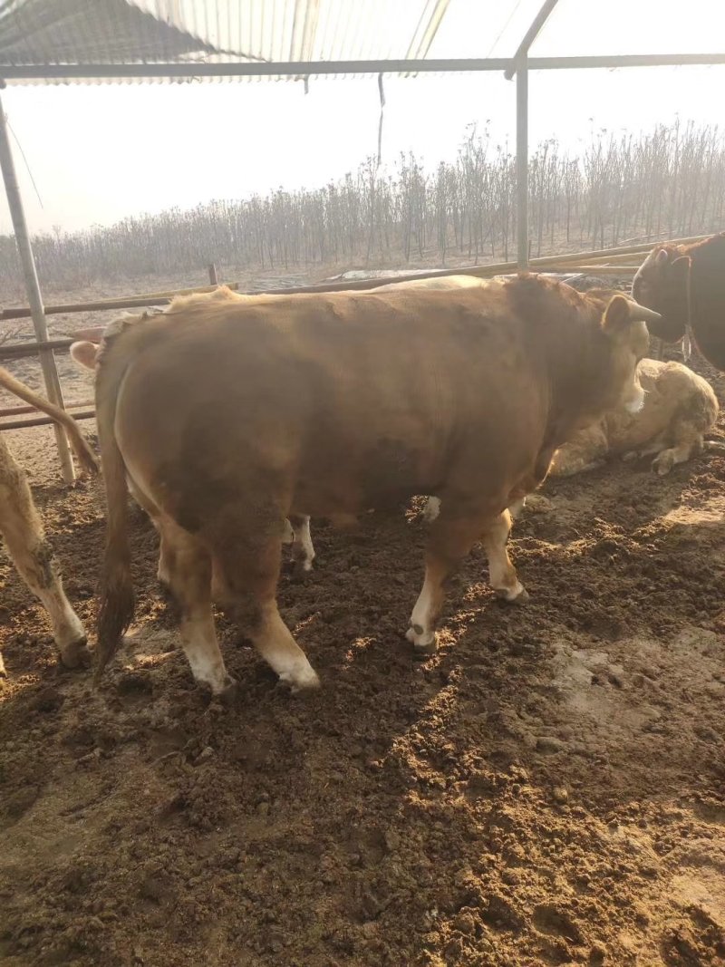 鲁西黄牛肉牛犊价格便宜了