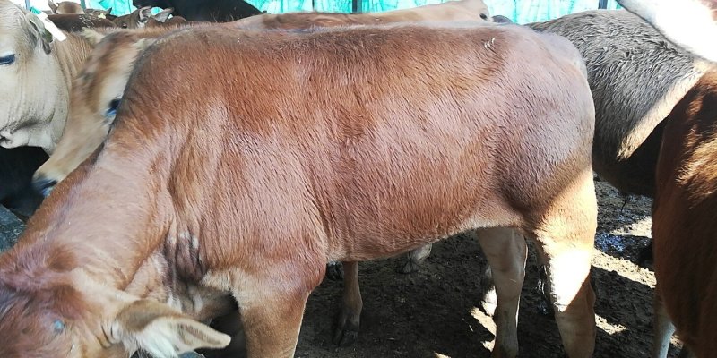 鲁西黄牛肉牛犊价格便宜了