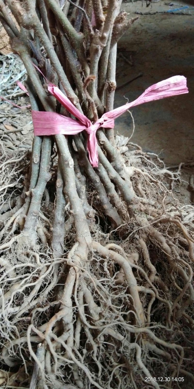 供应各果树苗，绿化苗木