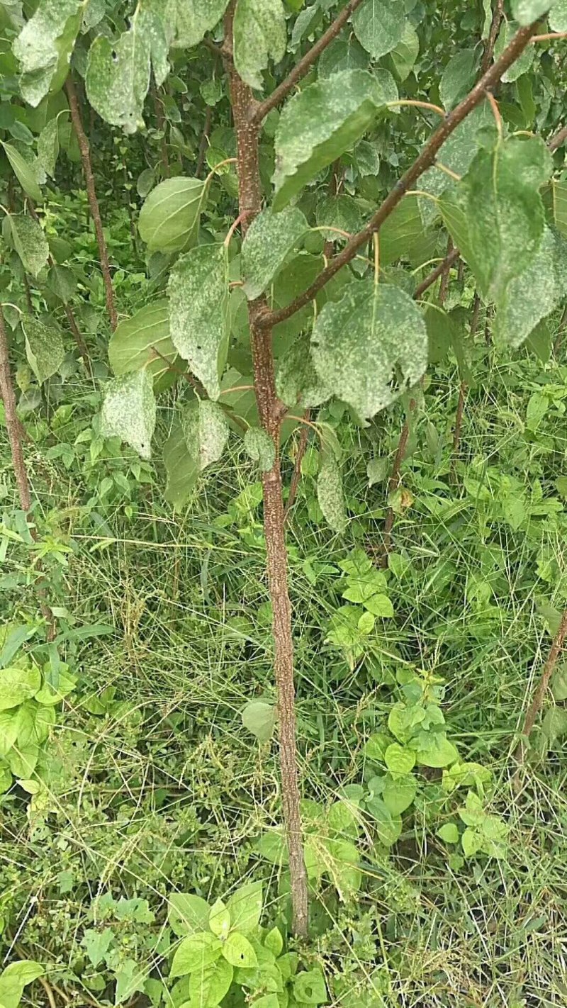 供应各果树苗，绿化苗木