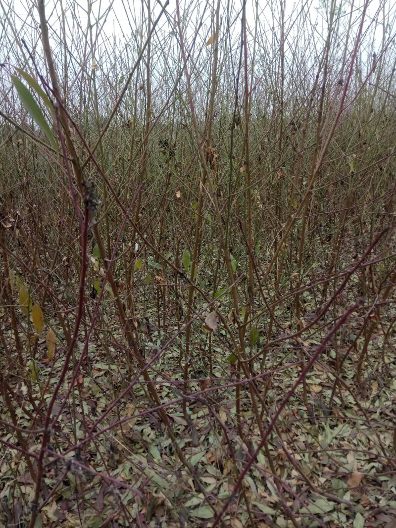 供应各果树苗，绿化苗木