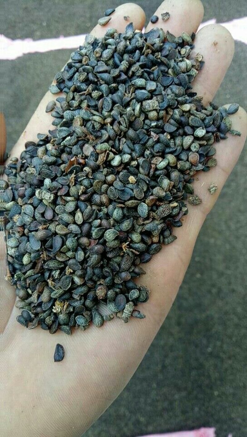 批发各林木种子，草坪种子，花卉种子，