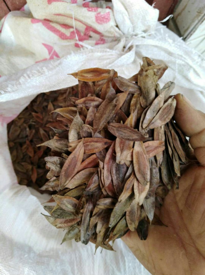 批发各林木种子，草坪种子，花卉种子，