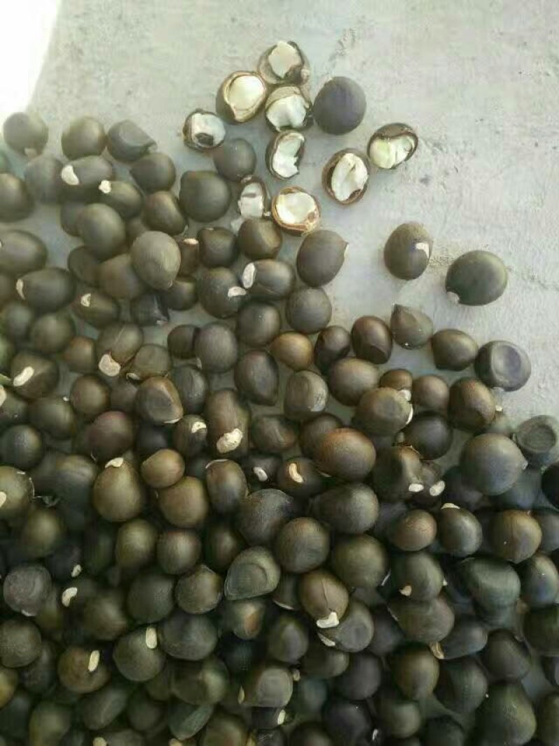批发各林木种子，草坪种子，花卉种子，