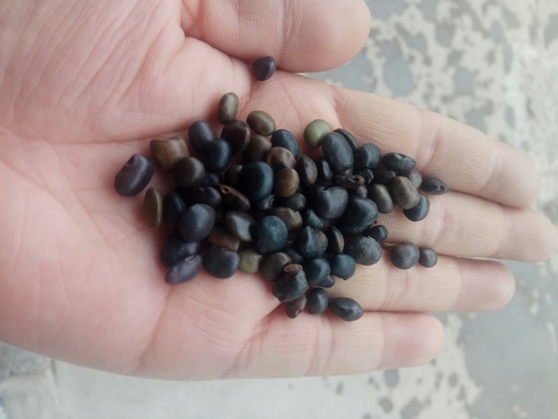 批发各林木种子，草坪种子，花卉种子，