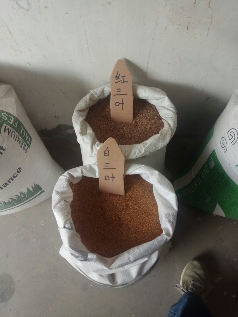 批发各林木种子，草坪种子，花卉种子，