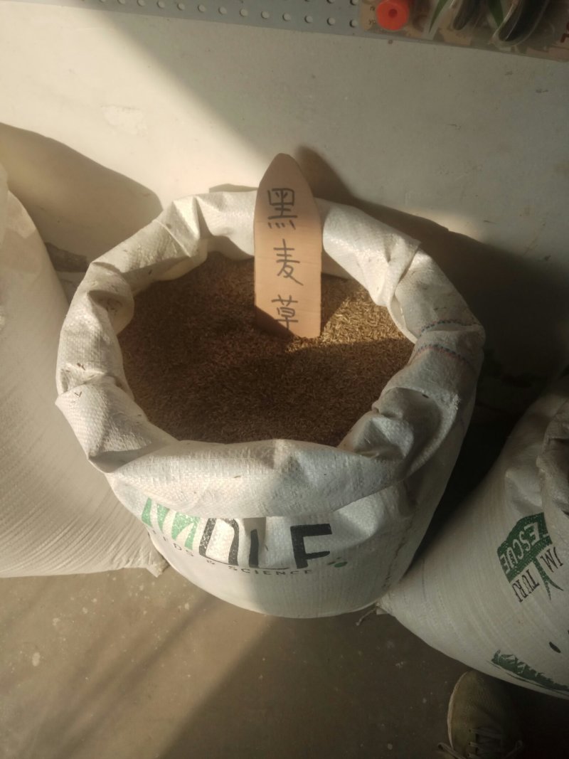 批发各林木种子，草坪种子，花卉种子，