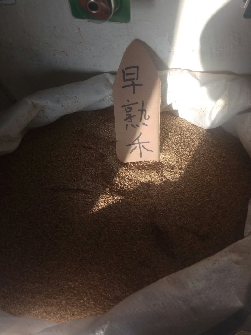 批发各林木种子，草坪种子，花卉种子，