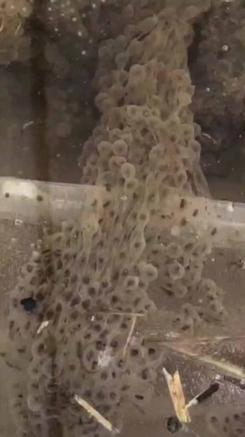 青蛙苗现货便宜！人工青蛙苗黑斑蛙苗青蛙养殖技术黑斑蛙蝌蚪