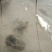 青蛙苗现货便宜!人工青蛙苗黑斑蛙苗青蛙养殖技术黑斑蛙蝌蚪