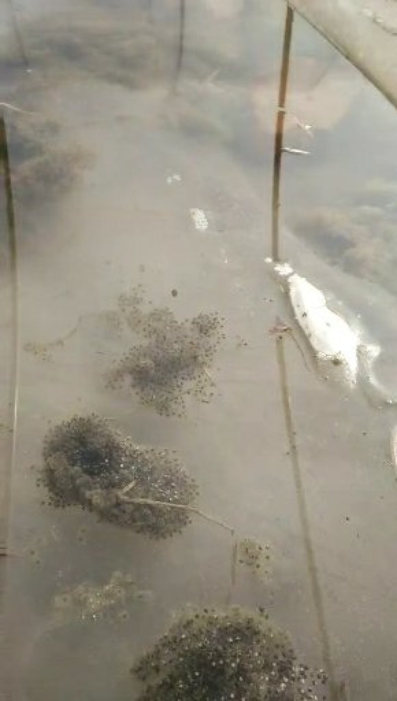 青蛙苗现货便宜！人工青蛙苗黑斑蛙苗青蛙养殖技术黑斑蛙蝌蚪