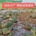 青蛙苗现货便宜!人工青蛙苗黑斑蛙苗青蛙养殖技术黑斑蛙蝌蚪