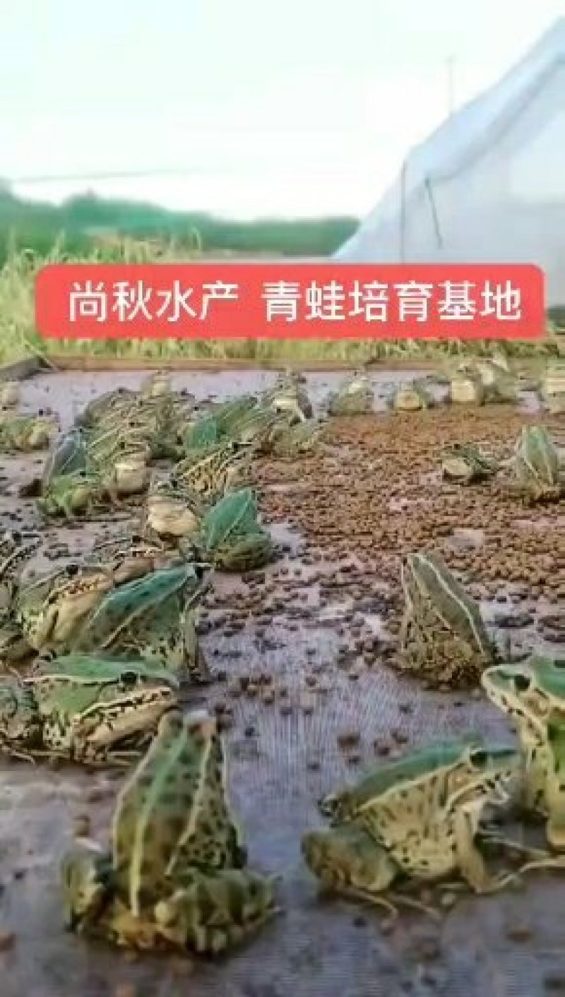 青蛙苗现货便宜！人工青蛙苗黑斑蛙苗青蛙养殖技术黑斑蛙蝌蚪