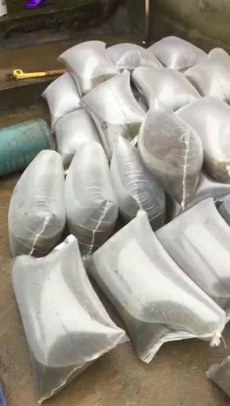 青蛙苗现货便宜！人工青蛙苗黑斑蛙苗青蛙养殖技术黑斑蛙蝌蚪