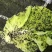 青蛙苗现货便宜!人工青蛙苗黑斑蛙苗青蛙养殖技术黑斑蛙蝌蚪
