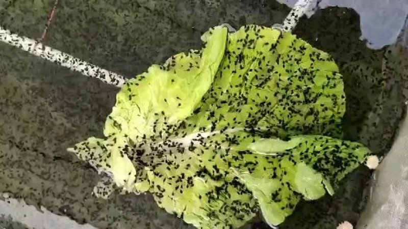 青蛙苗现货便宜！人工青蛙苗黑斑蛙苗青蛙养殖技术黑斑蛙蝌蚪