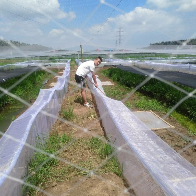 青蛙苗现货便宜！人工青蛙苗黑斑蛙苗青蛙养殖技术黑斑蛙蝌蚪