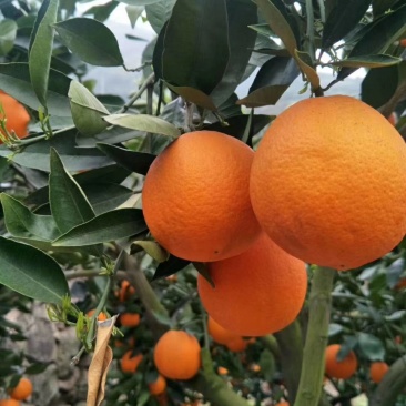 湖北宜昌夏橙,榨汁神器,口感纯甜,水分充足