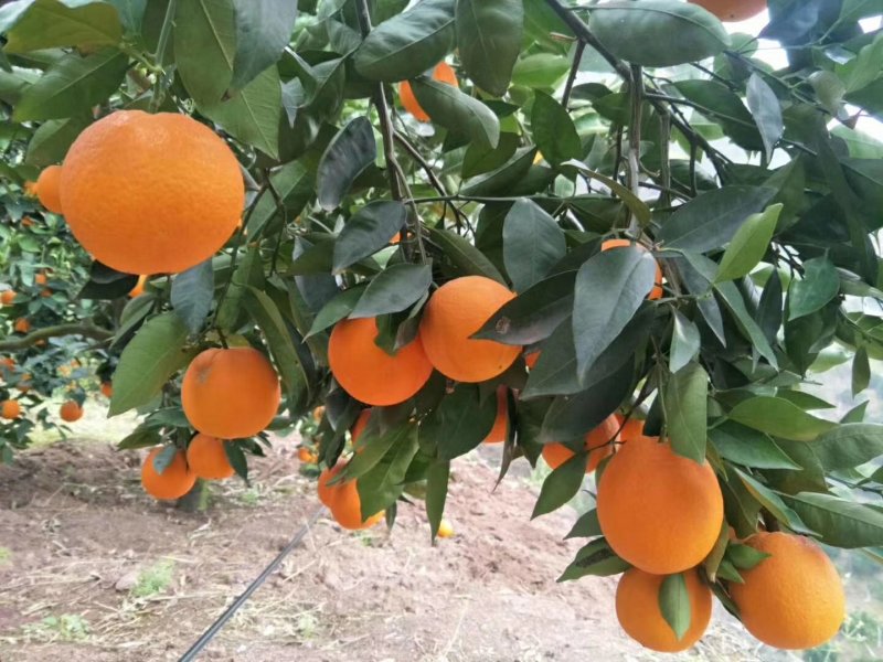 湖北宜昌夏橙，榨汁神器，口感纯甜，水分充足