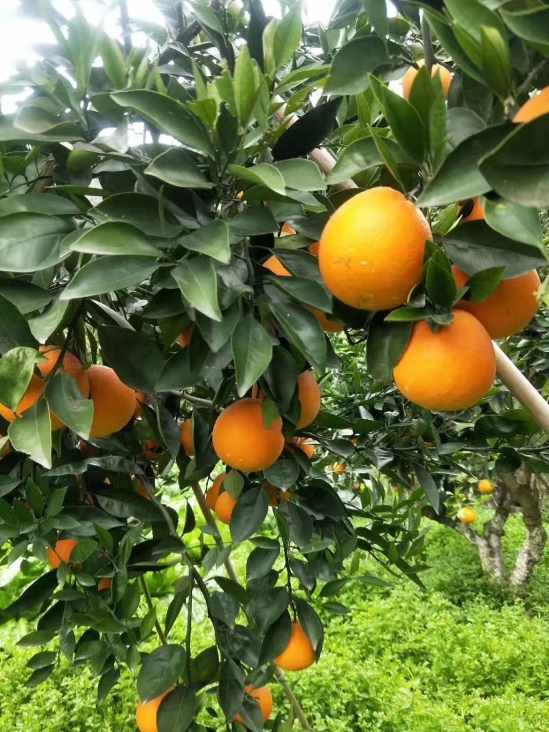 湖北宜昌夏橙，榨汁神器，口感纯甜，水分充足