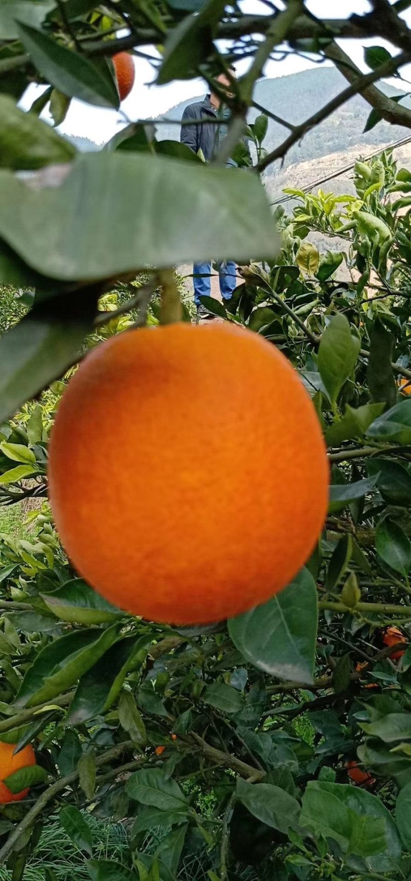 湖北宜昌夏橙，榨汁神器，口感纯甜，水分充足