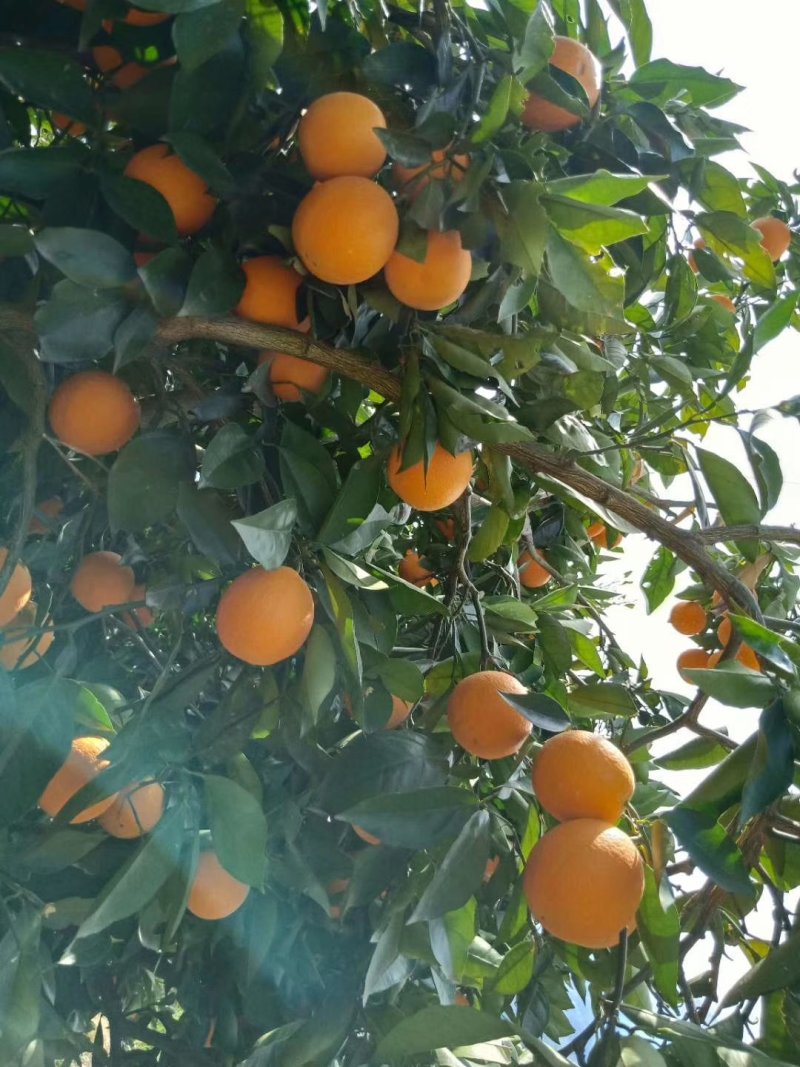 湖北宜昌夏橙，榨汁神器，口感纯甜，水分充足