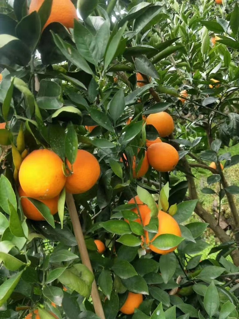 湖北宜昌夏橙，榨汁神器，口感纯甜，水分充足