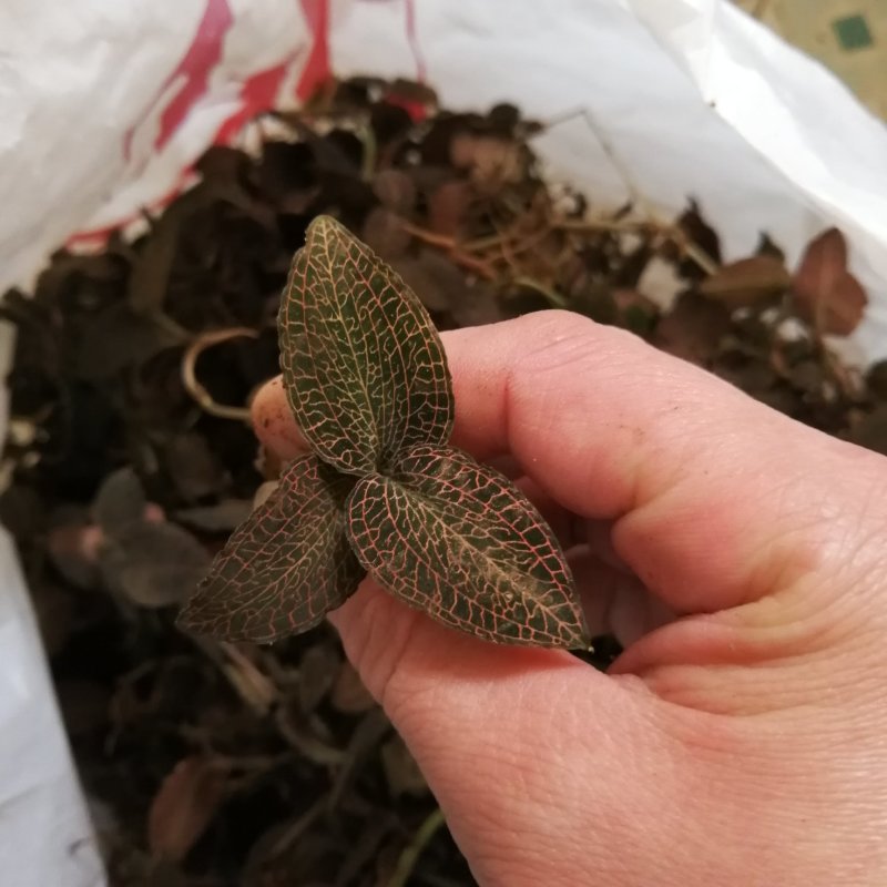 金线莲
