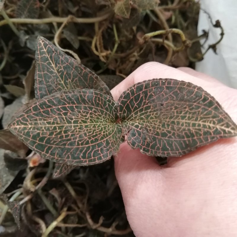 金线莲