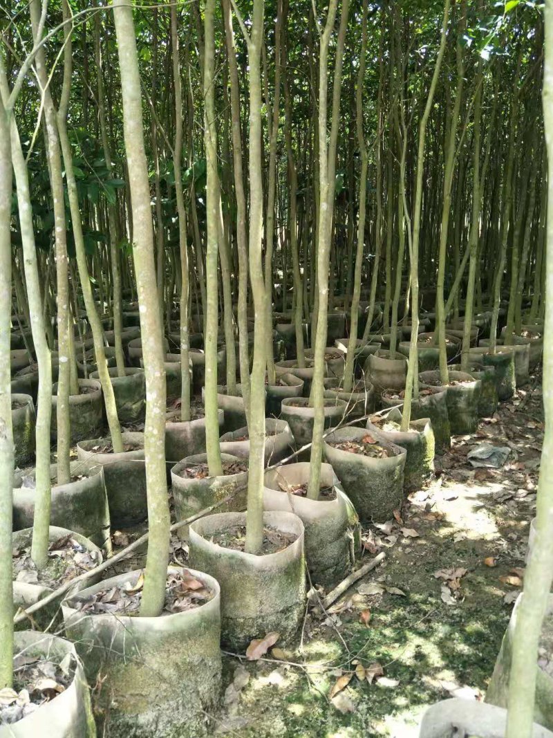 农户大量供应优质沉香树