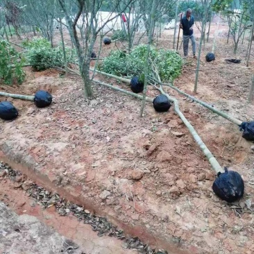 农户大量供应优质沉香树