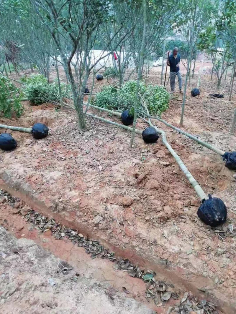 农户大量供应优质沉香树
