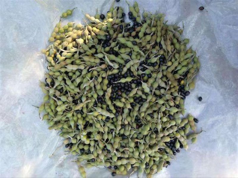 山豆根种子