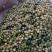 黄精种子
