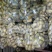 荷兰十五土豆，大量上市，大小车随到随装