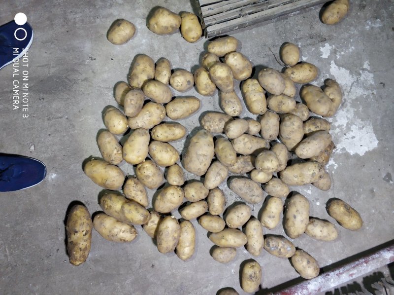 荷兰十五土豆，大量上市，大小车随到随装
