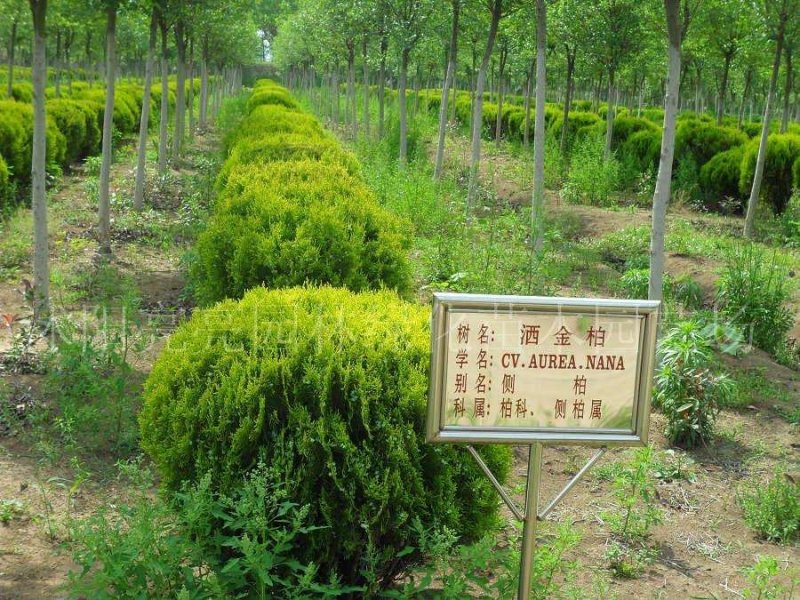 精品洒金柏各规格大小苗/球供应