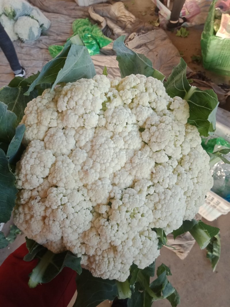 《精选》有机松花菜大量上市河北产地直供质量上乘