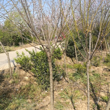 精品嫁接红绿梅，原生红绿梅，美人梅等各种梅花大量供应