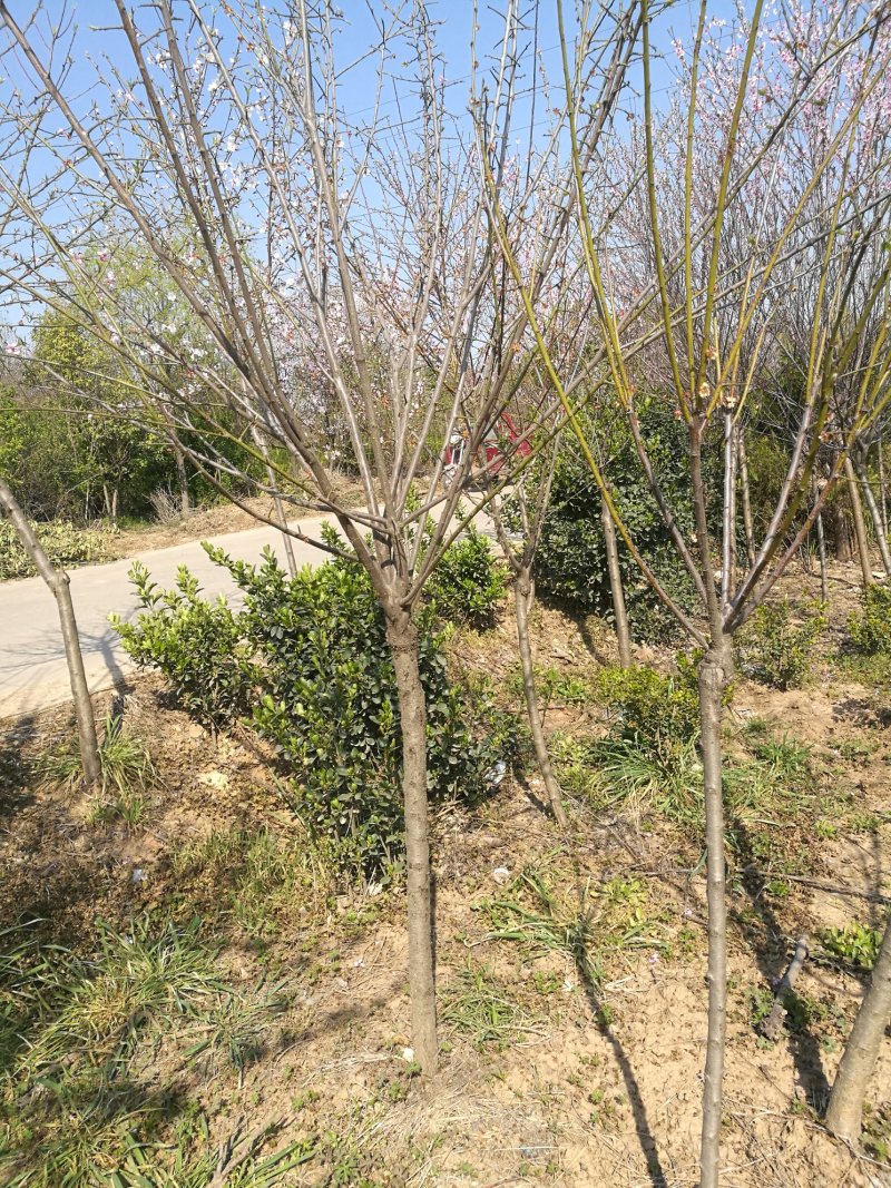 精品嫁接红绿梅，原生红绿梅，美人梅等各种梅花大量供应