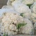 《精选》有机松花菜大量上市河北产地直供质量上乘