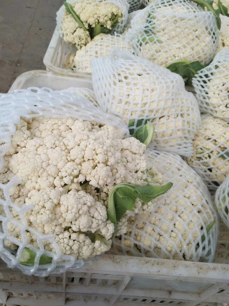 《精选》有机松花菜大量上市河北产地直供质量上乘