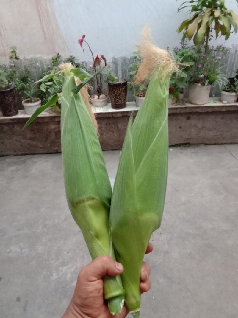 云南新鲜糯玉米大量上市中欢迎需要的老板来电咨询